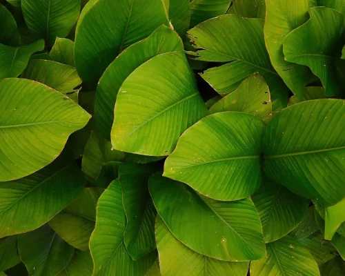 Leafs