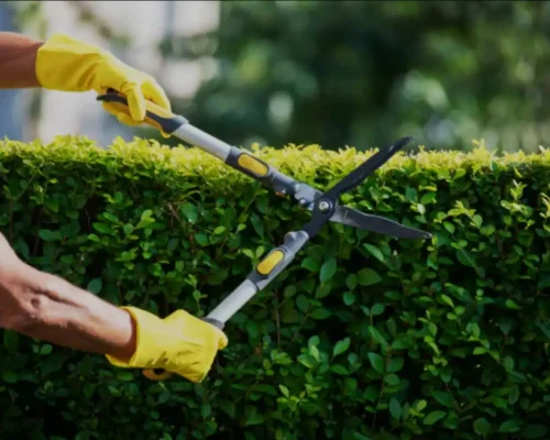 Tree Pruning